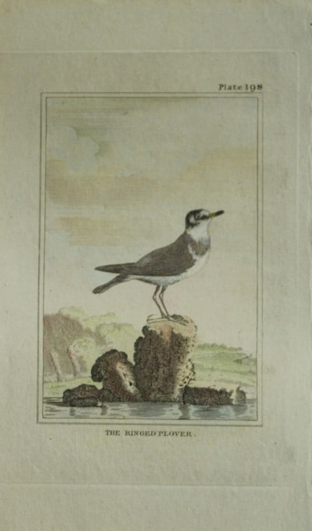 Buffon - Hand coloured engraving of The Ringed Plover 1812 (1 of 1)