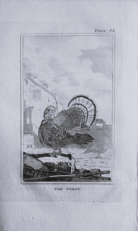 Buffon - Uncoloured engraving of The Turkey 1812 (1 of 1)