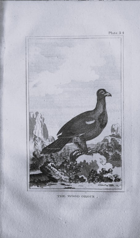 Buffon - Uncoloured engraving of the Wood Grouse 1812 (1 of 1)