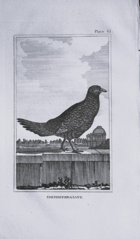 Buffon - Uncoloured engraving of the Pied Pheasant 1812 (1 of 1)