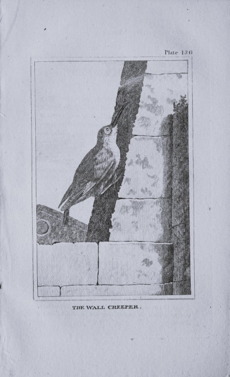 Buffon - Uncoloured engraving of the Wall Creeper 1812: This hand coloured engraving is from Natural History General and Particular by Georges-Louis Leclerc Count de Buffon.Published by T. Cadell and Davies et al, 1812Size: 7.5in x 5in (19cm x 13cm)