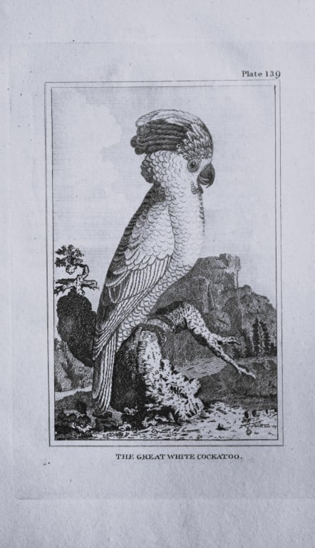 Buffon - Uncoloured engraving of the Great White Cockatoo 1812 (1 of 1)