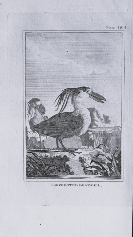 Buffon - Uncoloured engraving of the Crested Boatbill 1812: This hand coloured engraving is from Natural History General and Particular by Georges-Louis Leclerc Count de Buffon.Published by T. Cadell and Davies et al, 1812Size: 7.5in x 5in (19cm x 13cm)