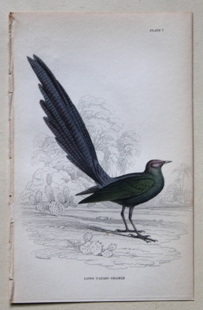 William Swainson - 4 Birds of Western Africa 1837: These hand-coloured engravings are from William Swainson's Birds of Western Africa from The Naturalist's Library series edited by Sir William Jardine, Bart. Published by WH Lizars of Edinburgh 1837. S