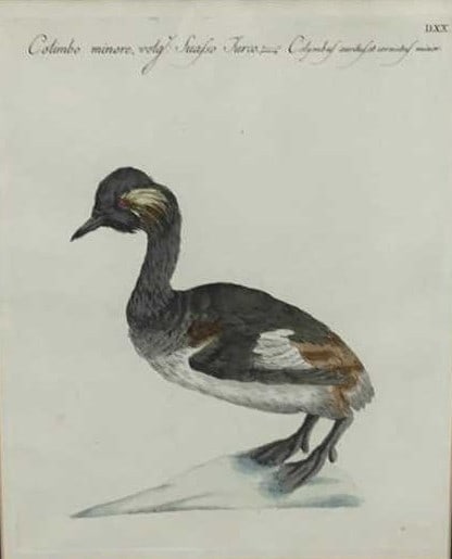 X Manetti - Horned Grebe engraved by Vanni 1767 (1 of 2)