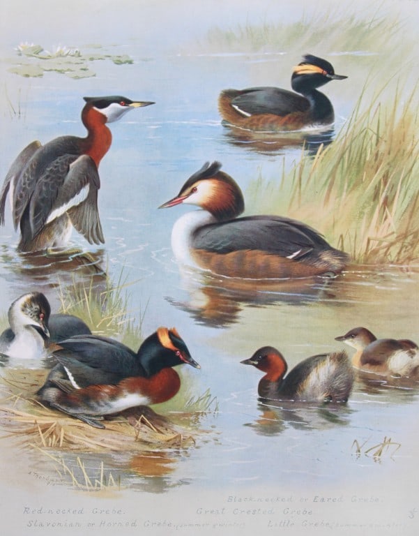 Archibald Thorburn - Chromolithograph of Grebes 1915 (1 of 1)