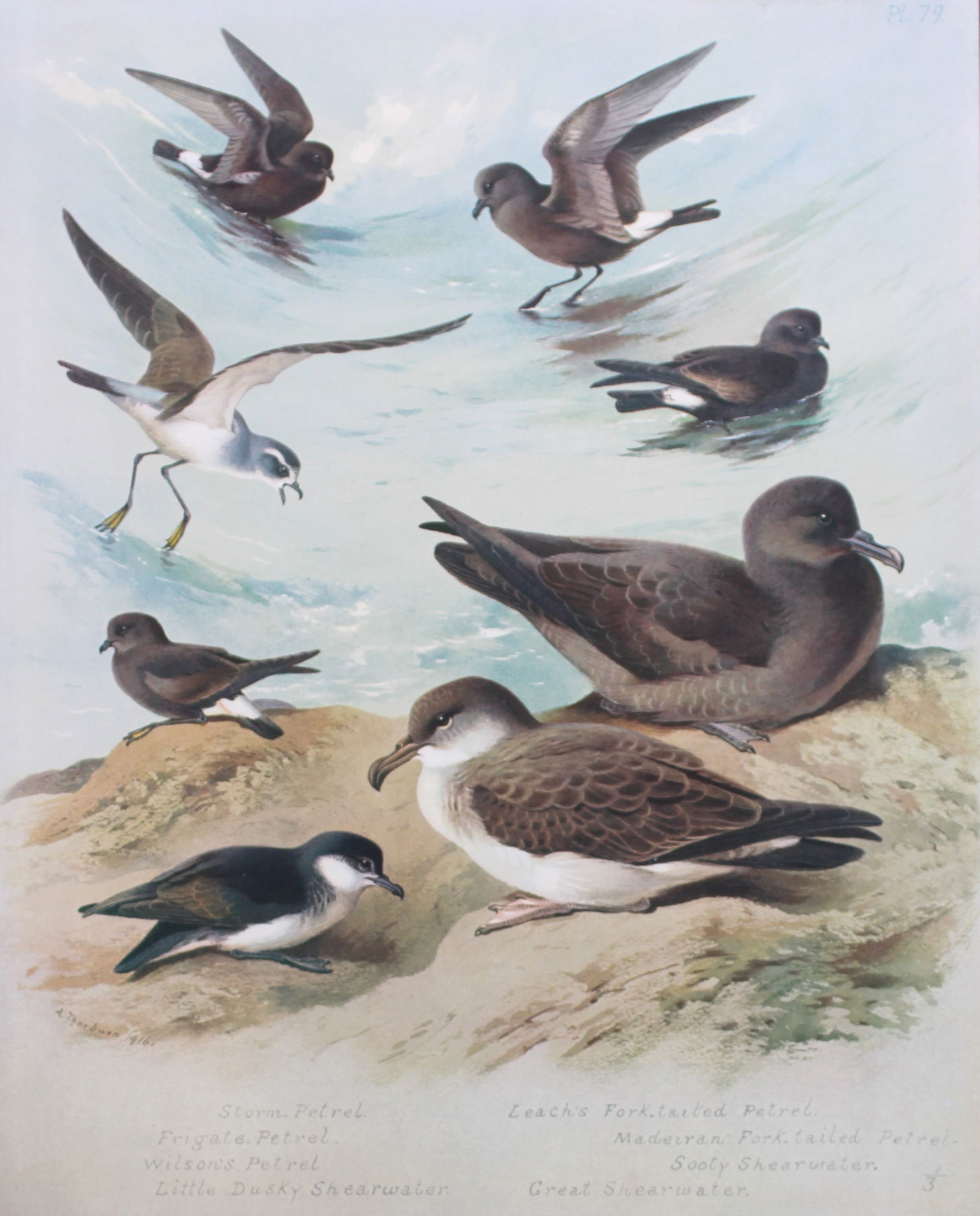 Archibald Thorburn - Chromolithograph of Shearwaters and Petrels 1915 (1 of 1)