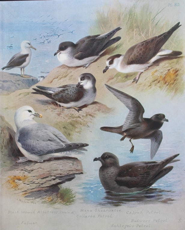 Archibald Thorburn - Chromolithograph of Albatross, Fulmar etc 1915 (1 of 1)