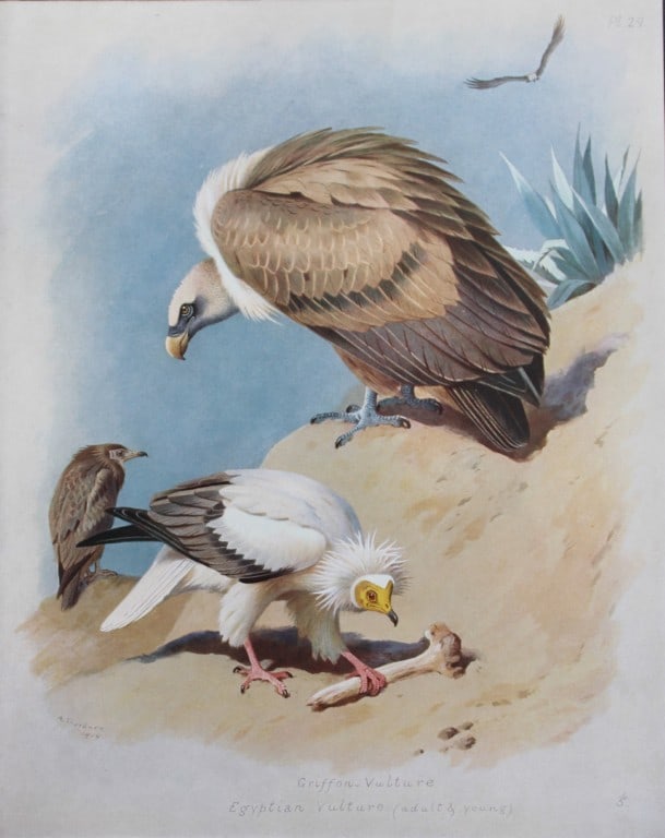 Archibald Thorburn - Chromolithograph of Vultures 1915: This chromolithograph is from British Birds by Archibald Thorburn. Published in 1915 by Longmans, Green and Co, London. Size: approx. 12in x 9.5in (31cm x 24cm)
