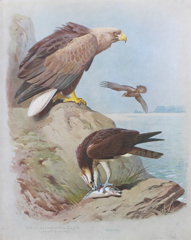 Archibald Thorburn - Chromolithograph of Sea Eagle and Osprey 1915 (1 of 1)