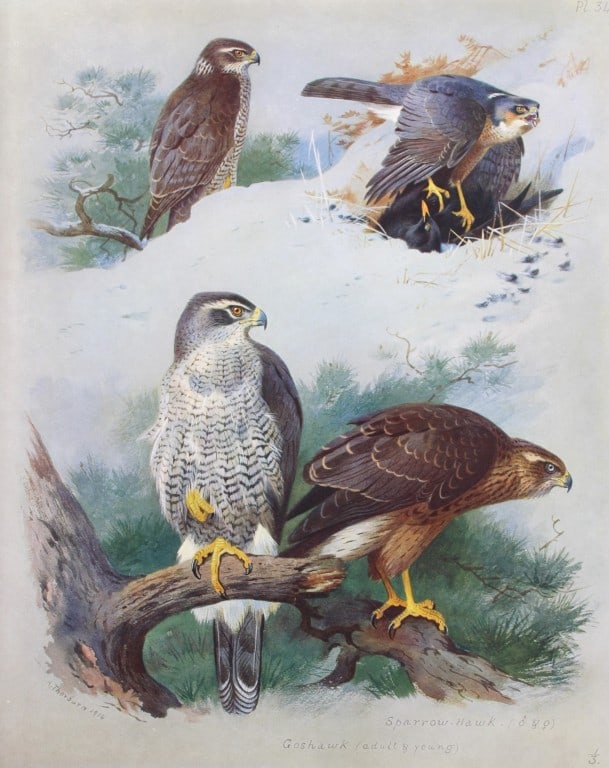 Archibald Thorburn - Chromolithograph of Hawks 1915: This chromolithograph is from British Birds by Archibald Thorburn. Published in 1915 by Longmans, Green and Co, London. Size: approx. 12in x 9.5in (31cm x 24cm)