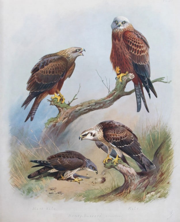 Archibald Thorburn - Chromolithograph of Buzzard and Kites 1915: This chromolithograph is from British Birds by Archibald Thorburn. Published in 1915 by Longmans, Green and Co, London. Size: approx. 12in x 9.5in (31cm x 24cm)