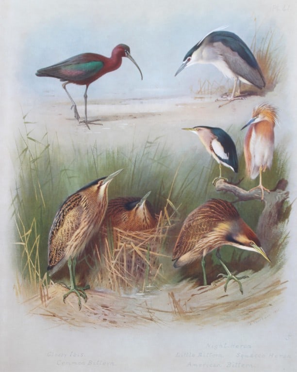 Archibald Thorburn - Chromolithograph of Ibis, Herons and Bitterns 1915 (1 of 1)