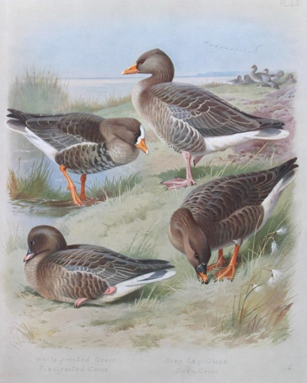 Archibald Thorburn - Chromolithograph of Geese 1915 (1 of 1)