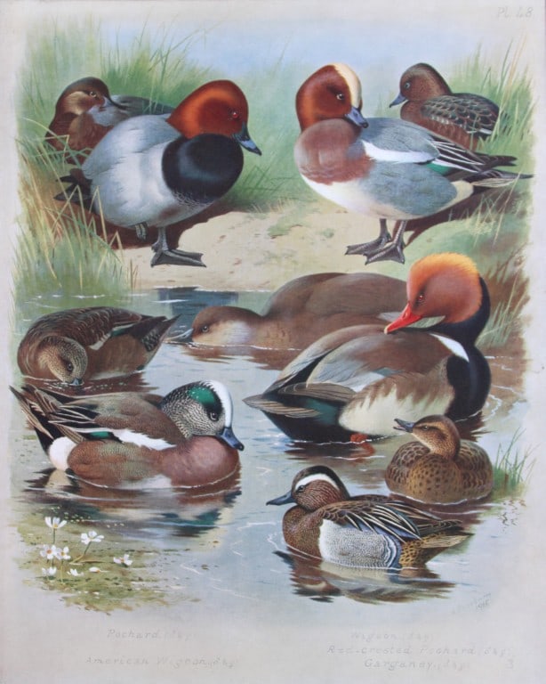 Archibald Thorburn - Chromolithograph of Ducks 1915 (1 of 1)