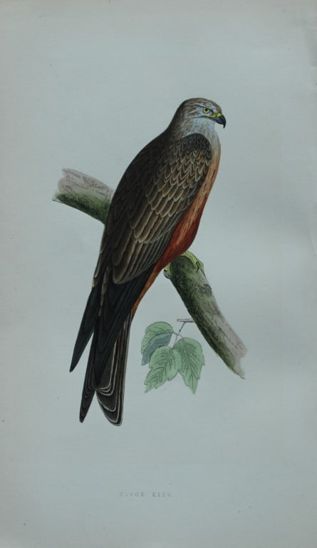 Charles Bree - Hand-coloured engraving of Black Kite 1866 (1 of 1)