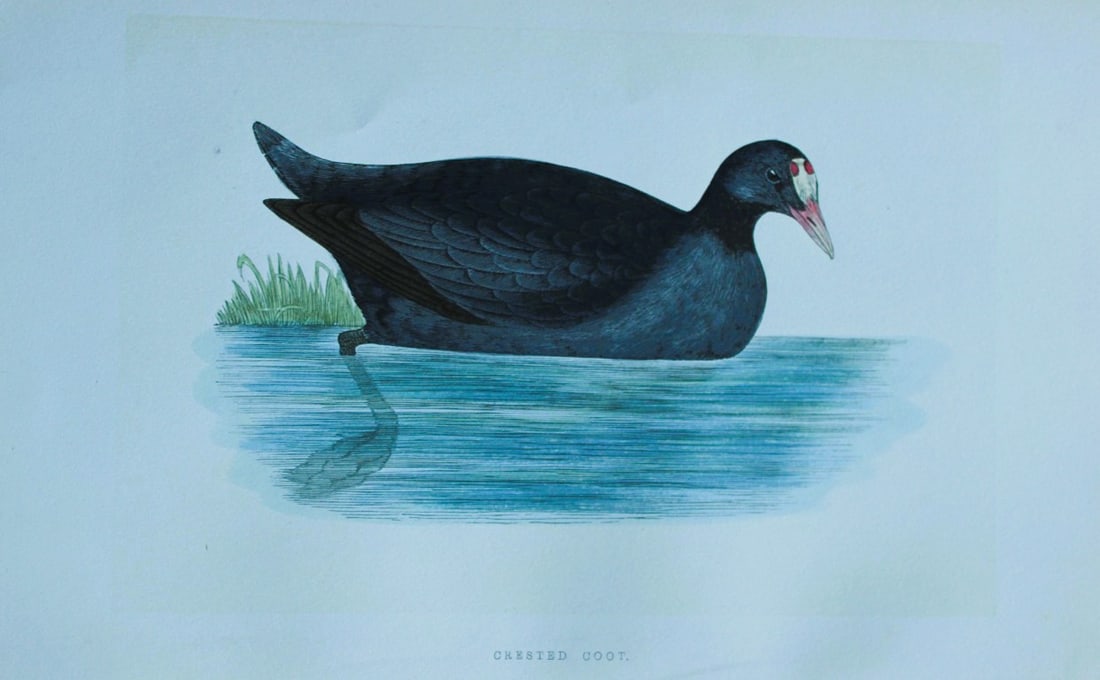Charles Bree - Hand-coloured engraving of Crested Coot 1866: This hand-coloured wood engraving is from the History of the Birds of Europe, not observed in the British Isles by Charles Robert Bree, FZS and published by Groombridge and Sons, London. 1866, first e