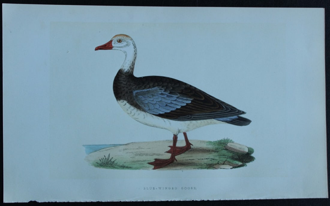 Charles Bree - Hand-coloured engraving of Blue-winged Goose 1866: This hand-coloured wood engraving is from the History of the Birds of Europe, not observed in the British Isles by Charles Robert Bree, FZS and published by Groombridge and Sons, London. 1866, first e
