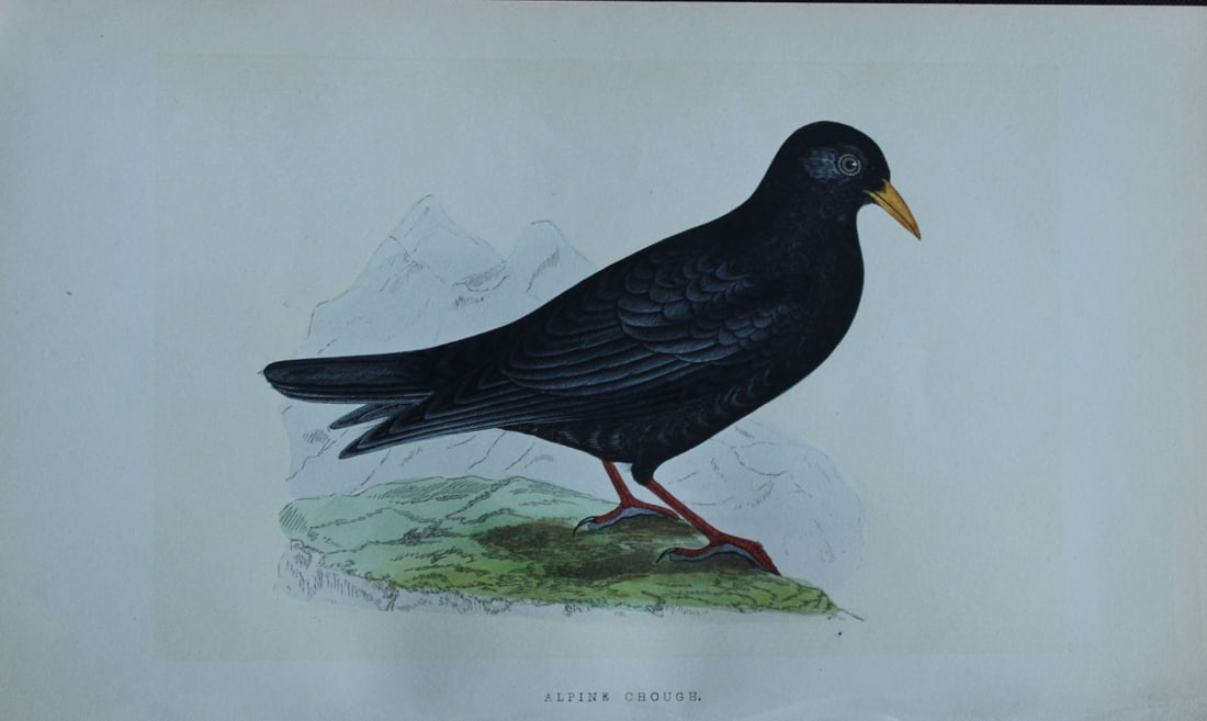 Charles Bree - Hand-coloured engraving of Alpine Chough 1866 (1 of 1)