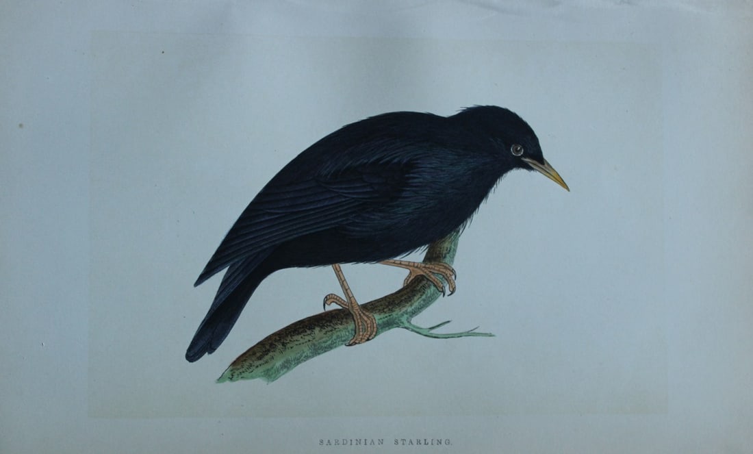 Charles Bree - Hand-coloured engraving of Sardinian Starling 1866: This hand-coloured wood engraving is from the History of the Birds of Europe, not observed in the British Isles by Charles Robert Bree, FZS and published by Groombridge and Sons, London. 1866, first e