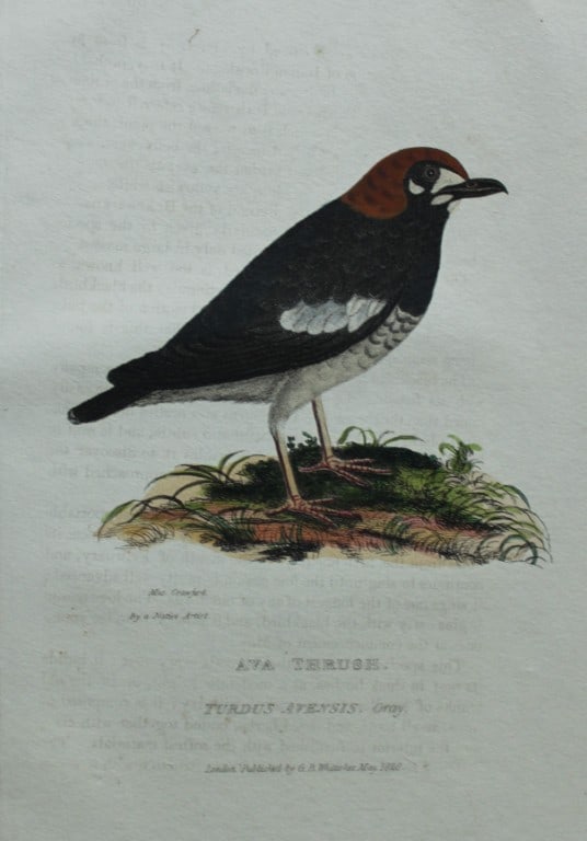 Baron Cuvier - Ava Thrush 1829: This antique engraving is from the English edition of The Animal Kingdom by Baron Georges Cuvier. Published by GB Whittaker & Co, London 1828-29.Artists who contributed to this work were Landseer, Sow