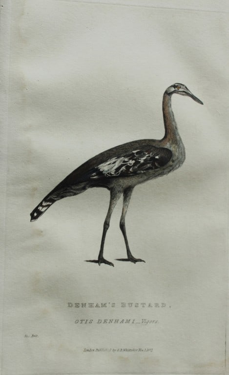 Baron Cuvier - Denham's Bustard 1829: This antique engraving is from the English edition of The Animal Kingdom by Baron Georges Cuvier. Published by GB Whittaker & Co, London 1828-29.Artists who contributed to this work were Landseer, Sow