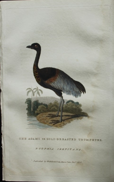 Baron Cuvier - Gold-breasted Trumpeter 1829: This antique engraving is from the English edition of The Animal Kingdom by Baron Georges Cuvier. Published by GB Whittaker & Co, London 1828-29.Artists who contributed to this work were Landseer, Sow