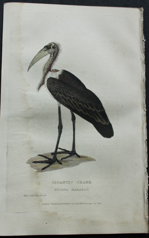 Baron Cuvier - Gigantic Crane 1829: This antique engraving is from the English edition of The Animal Kingdom by Baron Georges Cuvier. Published by GB Whittaker & Co, London 1828-29.Artists who contributed to this work were Landseer, Sow