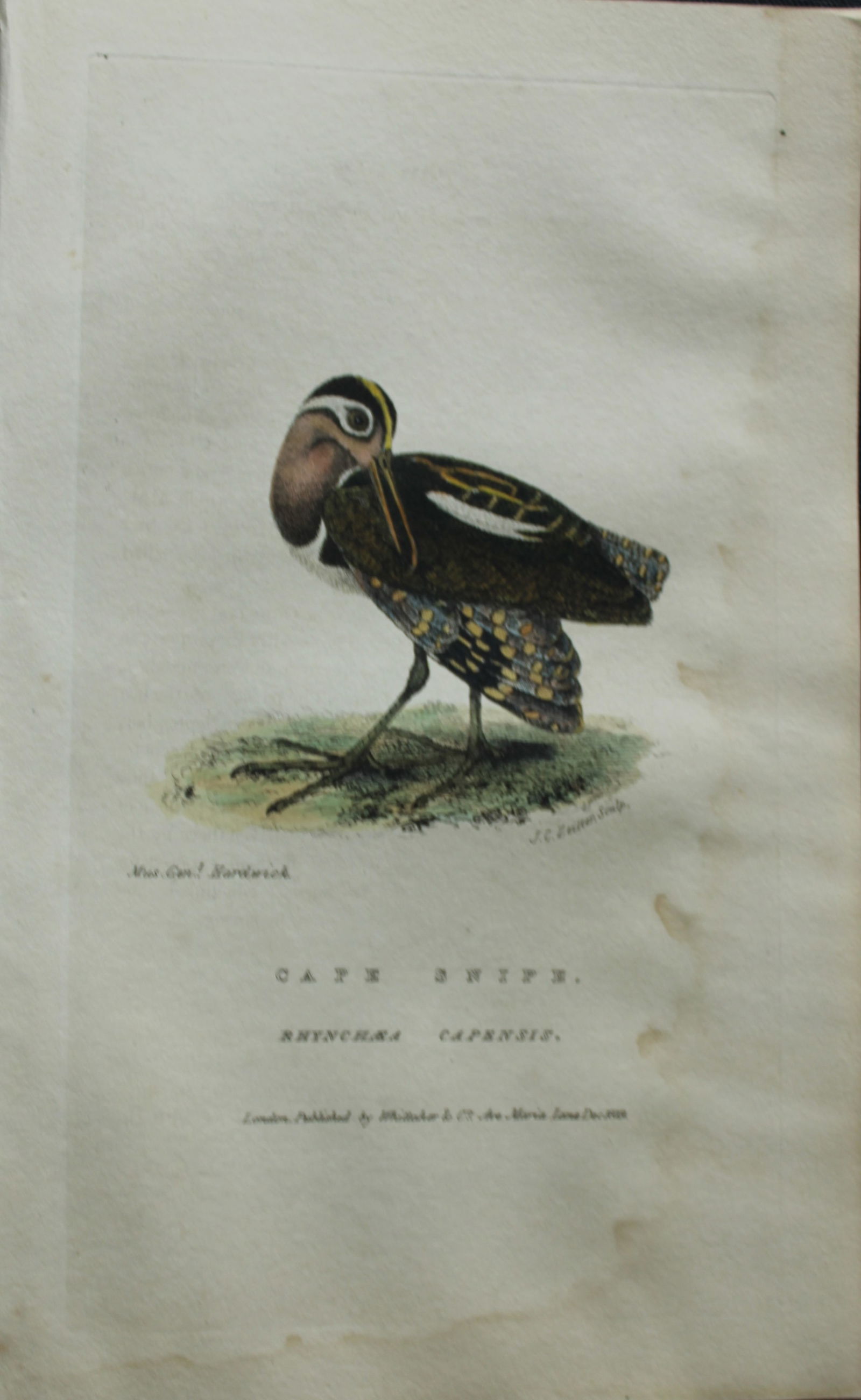 Baron Cuvier - Cape Snipe 1829: This antique engraving is from the English edition of The Animal Kingdom by Baron Georges Cuvier. Published by GB Whittaker & Co, London 1828-29.Artists who contributed to this work were Landseer, Sow