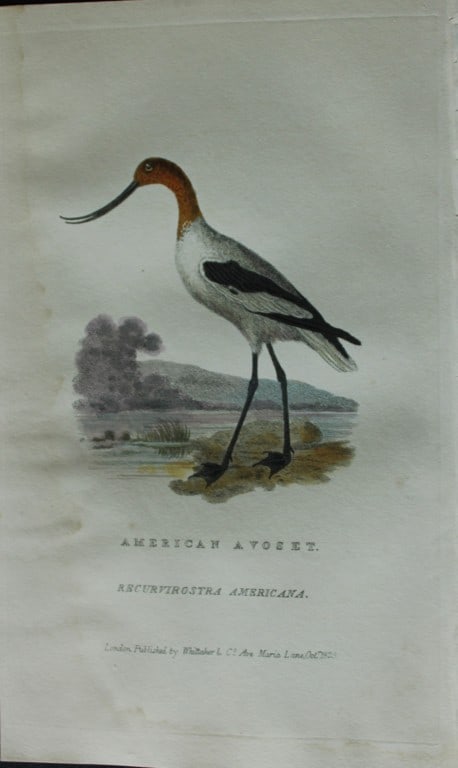 Baron Cuvier - American Avoset 1829: This antique engraving is from the English edition of The Animal Kingdom by Baron Georges Cuvier. Published by GB Whittaker & Co, London 1828-29.Artists who contributed to this work were Landseer, Sow