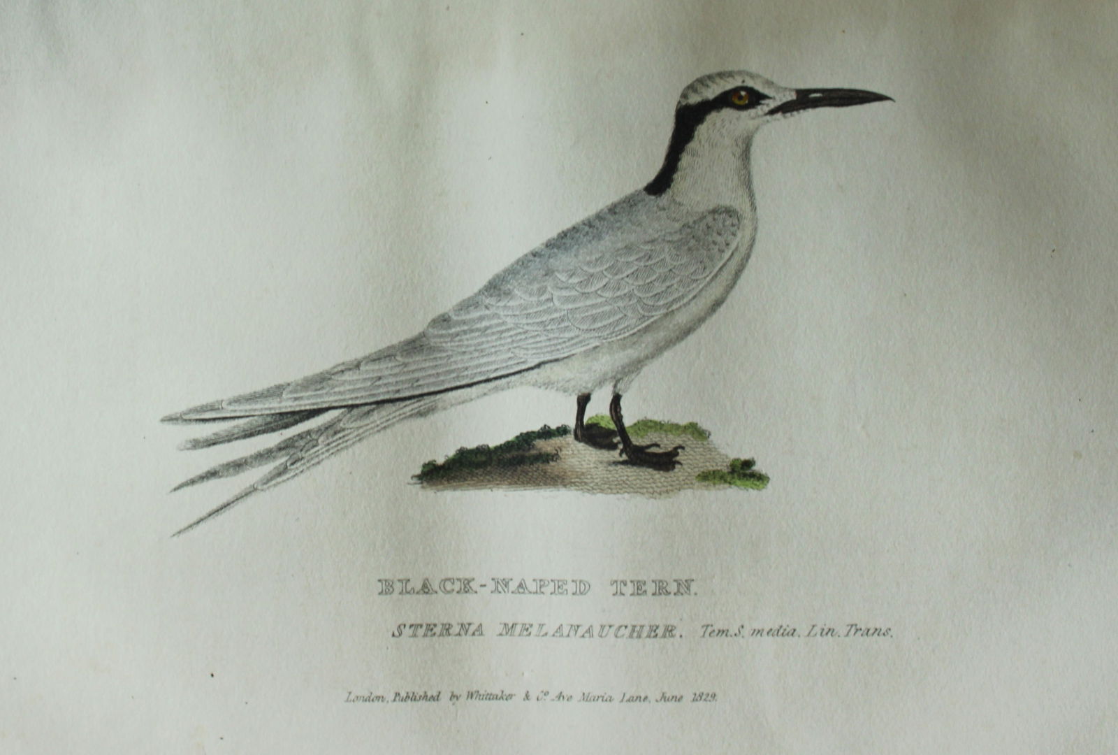 Baron Cuvier - Black-naped Tern 1829: This antique engraving is from the English edition of The Animal Kingdom by Baron Georges Cuvier. Published by GB Whittaker & Co, London 1828-29.Artists who contributed to this work were Landseer, Sow