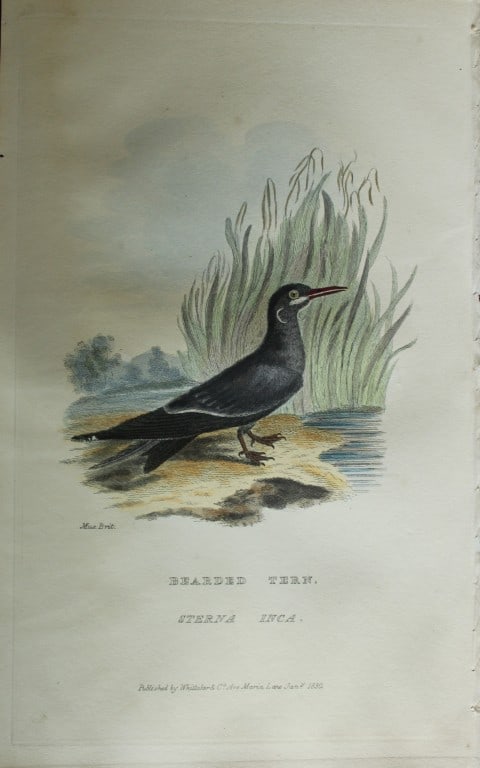 Baron Cuvier - Bearded Tern 1829: This antique engraving is from the English edition of The Animal Kingdom by Baron Georges Cuvier. Published by GB Whittaker & Co, London 1828-29.Artists who contributed to this work were Landseer, Sow
