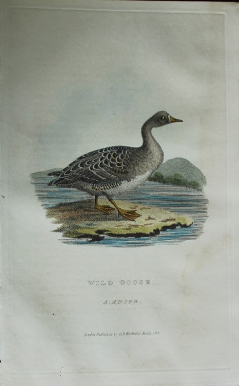 Baron Cuvier - Wild Goose 1829: This antique engraving is from the English edition of The Animal Kingdom by Baron Georges Cuvier. Published by GB Whittaker & Co, London 1828-29.Artists who contributed to this work were Landseer, Sow