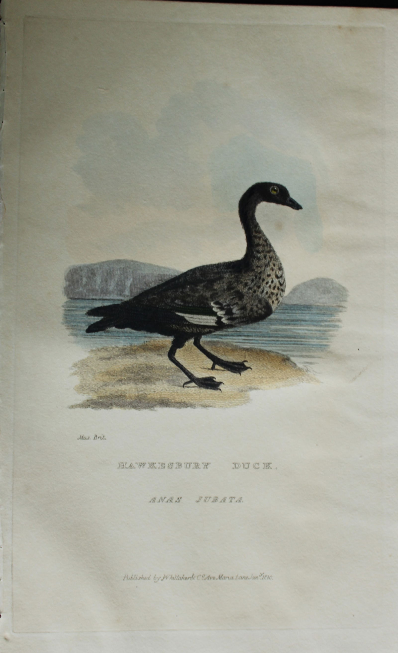 Baron Cuvier - Hawksbury Duck 1829: This antique engraving is from the English edition of The Animal Kingdom by Baron Georges Cuvier. Published by GB Whittaker & Co, London 1828-29.Artists who contributed to this work were Landseer, Sow