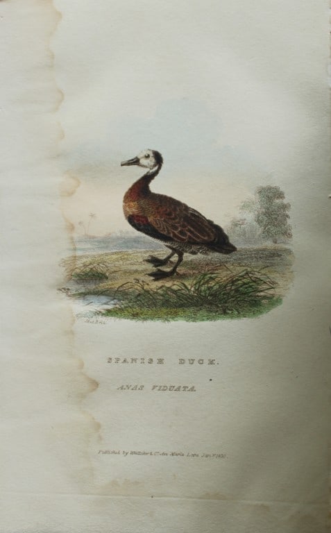 Baron Cuvier - Spanish Duck 1829: This antique engraving is from the English edition of The Animal Kingdom by Baron Georges Cuvier. Published by GB Whittaker & Co, London 1828-29.Artists who contributed to this work were Landseer, Sow