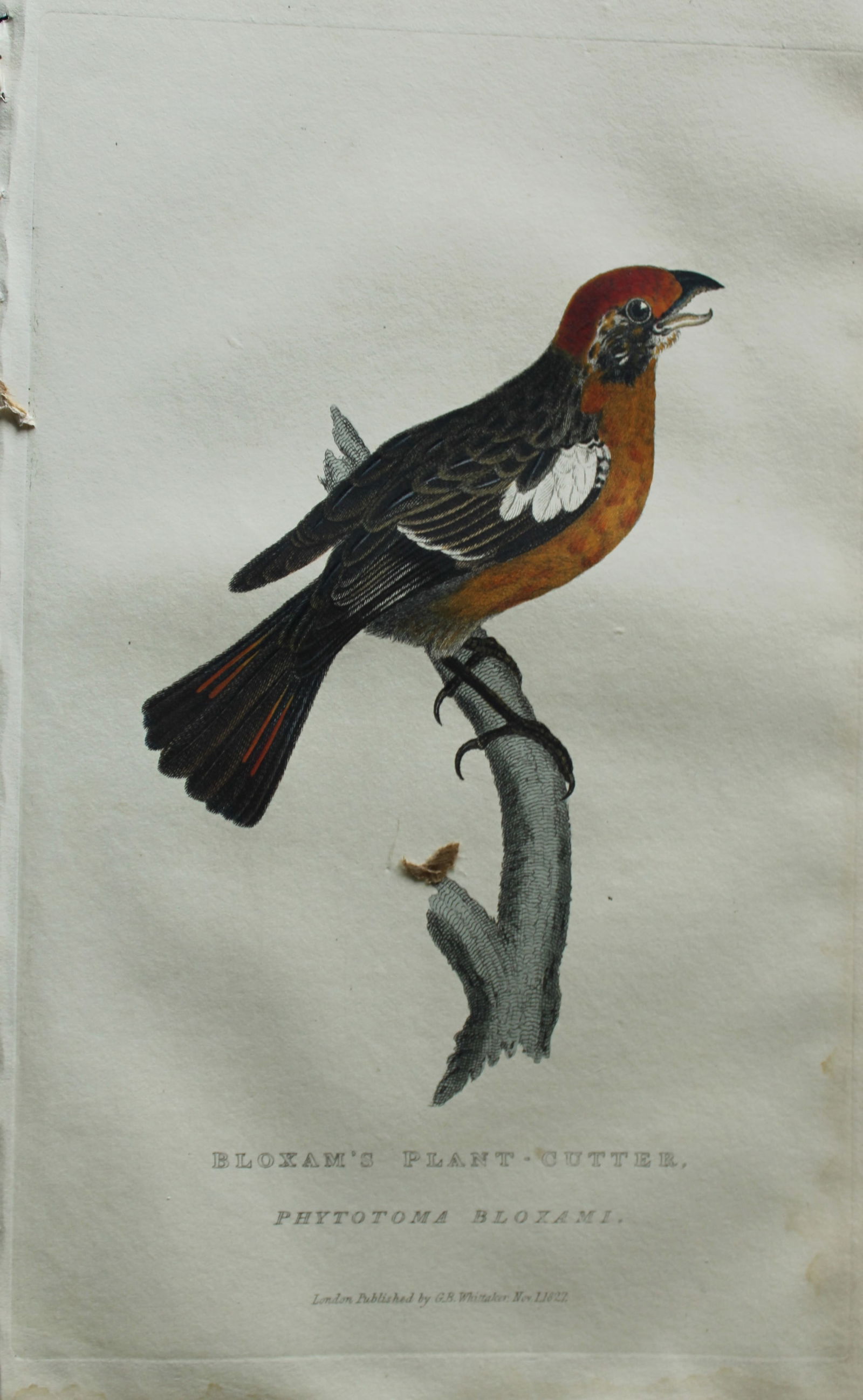 Baron Cuvier - Bloxam's Plant-cutter 1829 (1 of 2)