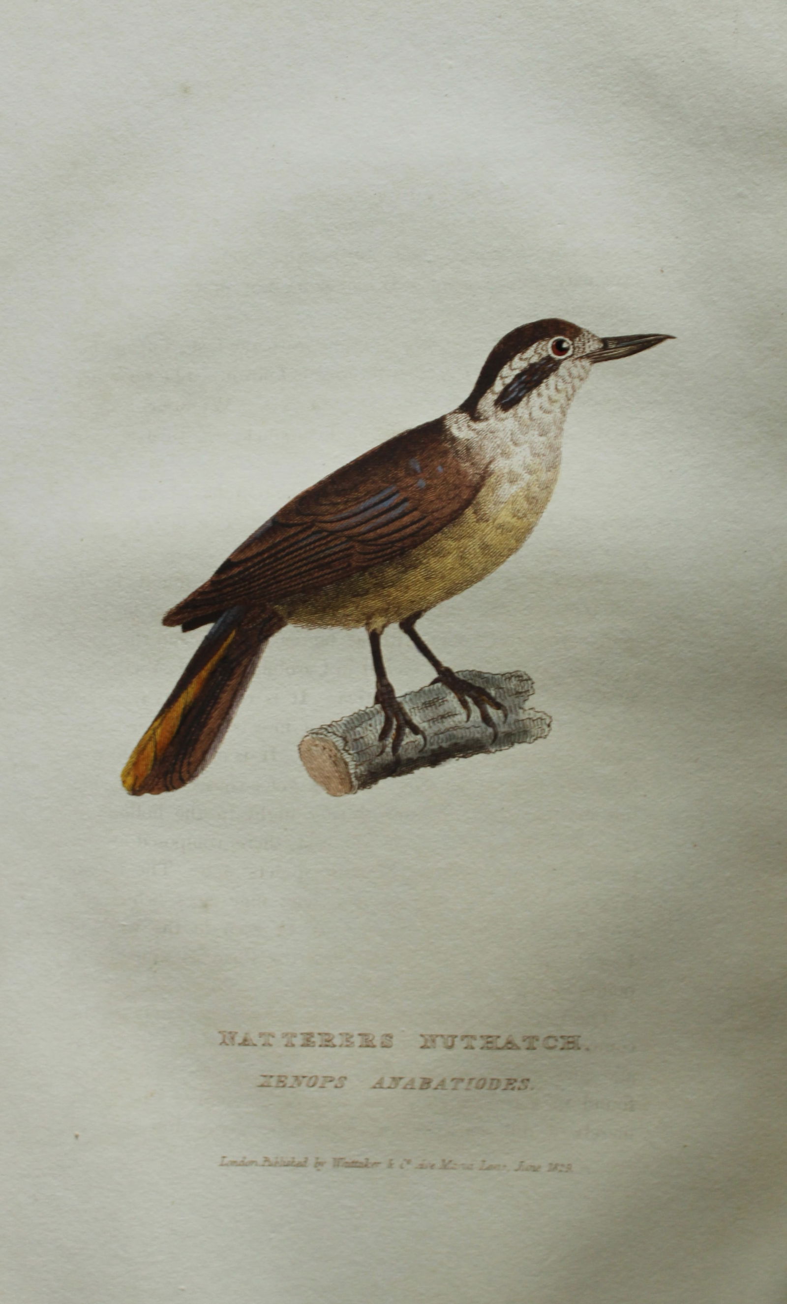 Baron Cuvier - Natterers Nuthatch 1829: This antique engraving is from the English edition of The Animal Kingdom by Baron Georges Cuvier. Published by GB Whittaker & Co, London 1828-29.Artists who contributed to this work were Landseer, Sow