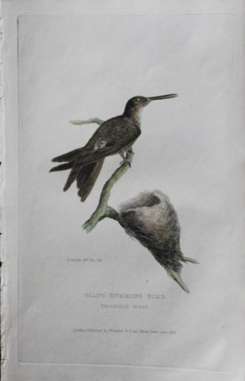 Baron Cuvier - Giant Hummingbird 1829: This antique engraving is from the English edition of The Animal Kingdom by Baron Georges Cuvier. Published by GB Whittaker & Co, London 1828-29.Artists who contributed to this work were Landseer, Sow