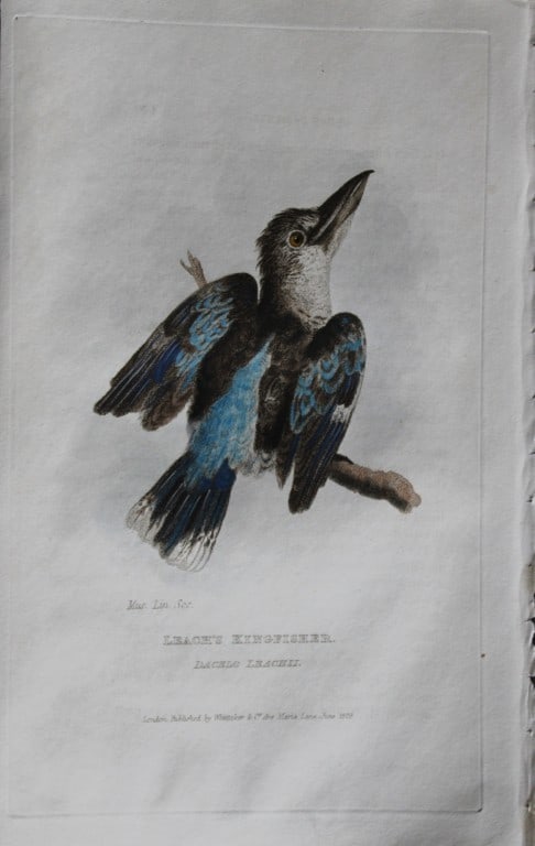 Baron Cuvier - Leach's Kingfisher 1829: This antique engraving is from the English edition of The Animal Kingdom by Baron Georges Cuvier. Published by GB Whittaker & Co, London 1828-29.Artists who contributed to this work were Landseer, Sow