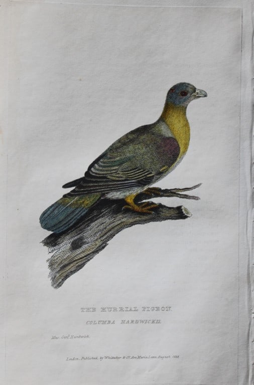 Baron Cuvier - Hurrial Pigeon 1829: This antique engraving is from the English edition of The Animal Kingdom by Baron Georges Cuvier. Published by GB Whittaker & Co, London 1828-29.Artists who contributed to this work were Landseer, Sow