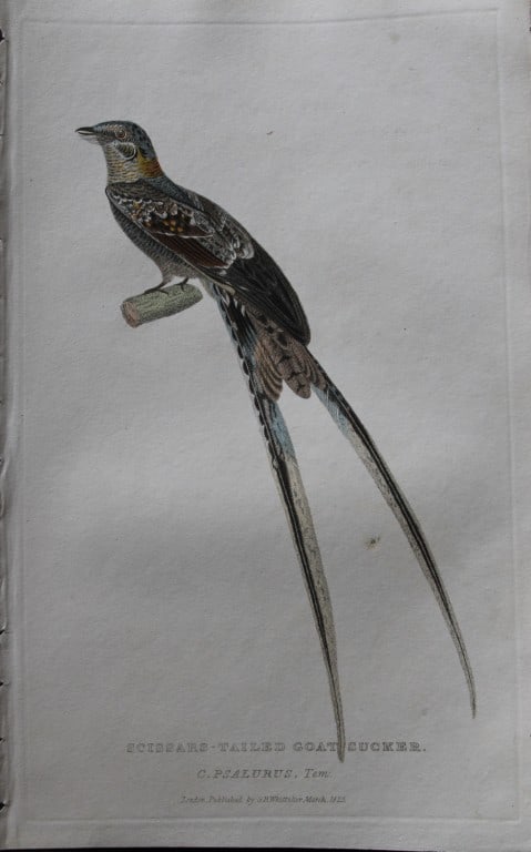 Baron Cuvier - Scissor-tailed Goatsucker 1829: This antique engraving is from the English edition of The Animal Kingdom by Baron Georges Cuvier. Published by GB Whittaker & Co, London 1828-29.Artists who contributed to this work were Landseer, Sow
