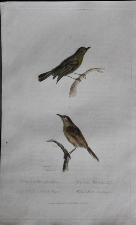Baron Cuvier - Dwarf and Exile Warblers 1829: This antique engraving is from the English edition of The Animal Kingdom by Baron Georges Cuvier. Published by GB Whittaker & Co, London 1828-29.Artists who contributed to this work were Landseer, Sow