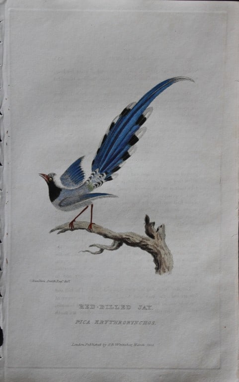 Baron Cuvier - Red-billed Jay 1829: This antique engraving is from the English edition of The Animal Kingdom by Baron Georges Cuvier. Published by GB Whittaker & Co, London 1828-29.Artists who contributed to this work were Landseer, Sow