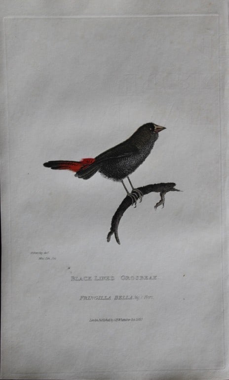 Baron Cuvier - Black Lined Grosbeak 1829: This antique engraving is from the English edition of The Animal Kingdom by Baron Georges Cuvier. Published by GB Whittaker & Co, London 1828-29.Artists who contributed to this work were Landseer, Sow