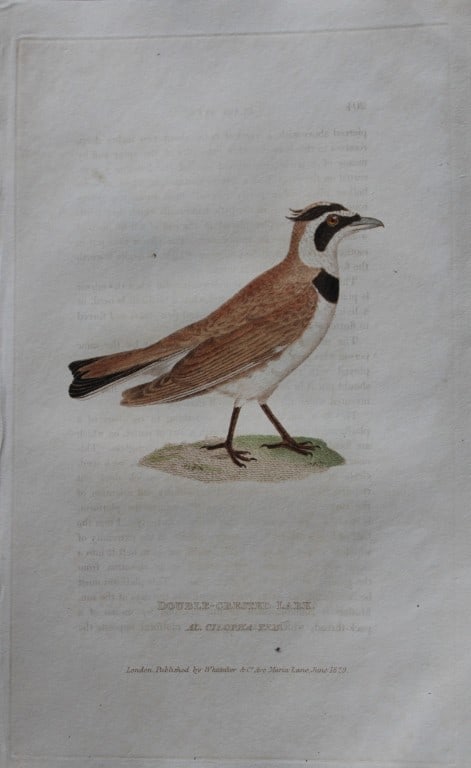 Baron Cuvier - Double-crested Lark 1829: This antique engraving is from the English edition of The Animal Kingdom by Baron Georges Cuvier. Published by GB Whittaker & Co, London 1828-29.Artists who contributed to this work were Landseer, Sow