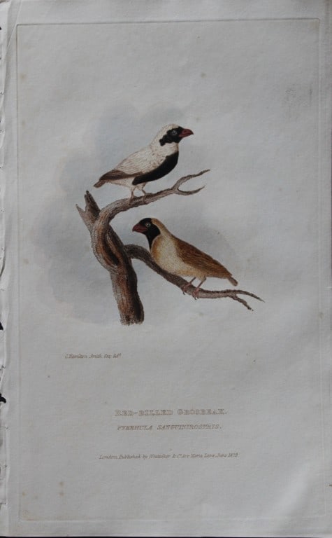 Baron Cuvier - Red-billed Grosbeak 1829: This antique engraving is from the English edition of The Animal Kingdom by Baron Georges Cuvier. Published by GB Whittaker & Co, London 1828-29.Artists who contributed to this work were Landseer, Sow