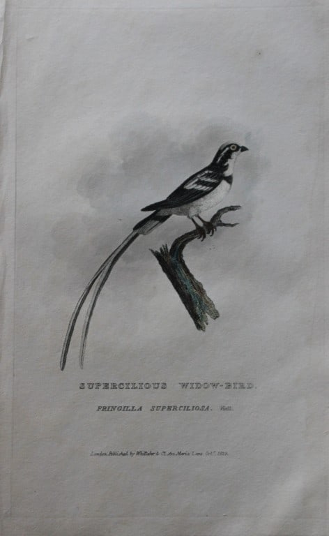 Baron Cuvier - Supercilious Widow-bird 1829: This antique engraving is from the English edition of The Animal Kingdom by Baron Georges Cuvier. Published by GB Whittaker & Co, London 1828-29.Artists who contributed to this work were Landseer, Sow