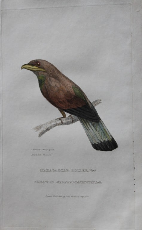 Baron Cuvier - Madagascar Roller 1829: This antique engraving is from the English edition of The Animal Kingdom by Baron Georges Cuvier. Published by GB Whittaker & Co, London 1828-29.Artists who contributed to this work were Landseer, Sow