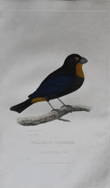 Baron Cuvier - Violaceous Grosbeak 1829: This antique engraving is from the English edition of The Animal Kingdom by Baron Georges Cuvier. Published by GB Whittaker & Co, London 1828-29.Artists who contributed to this work were Landseer, Sow