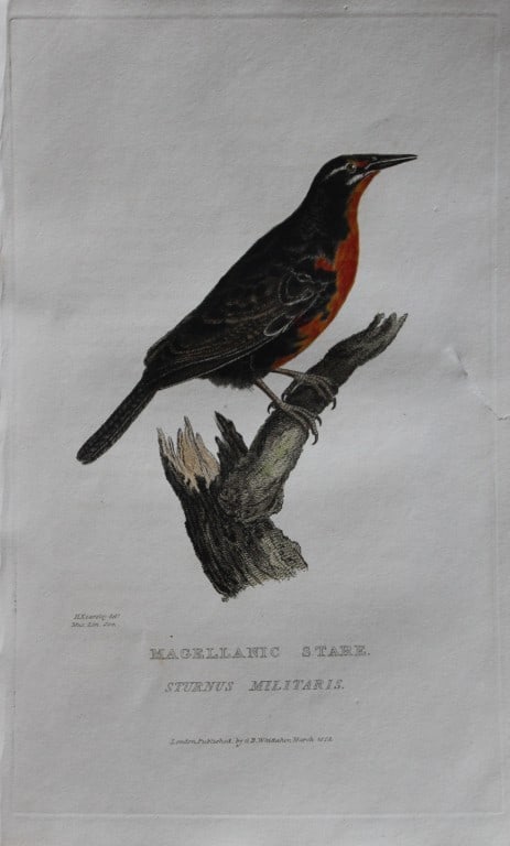 Baron Cuvier - Magellanic Stare 1829 (1 of 2)